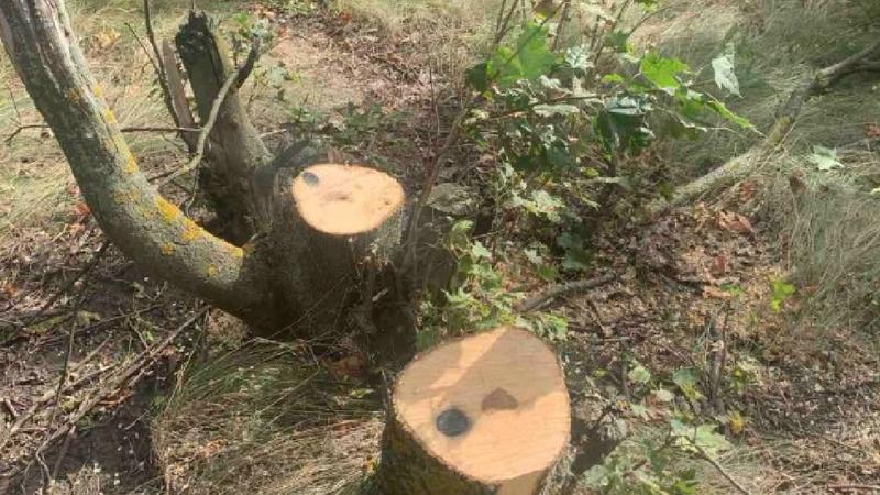 (foto) 129 de copaci, tăiați ilegal la Drochia: Prejudiciul ajunge la aproape 38.000 de lei